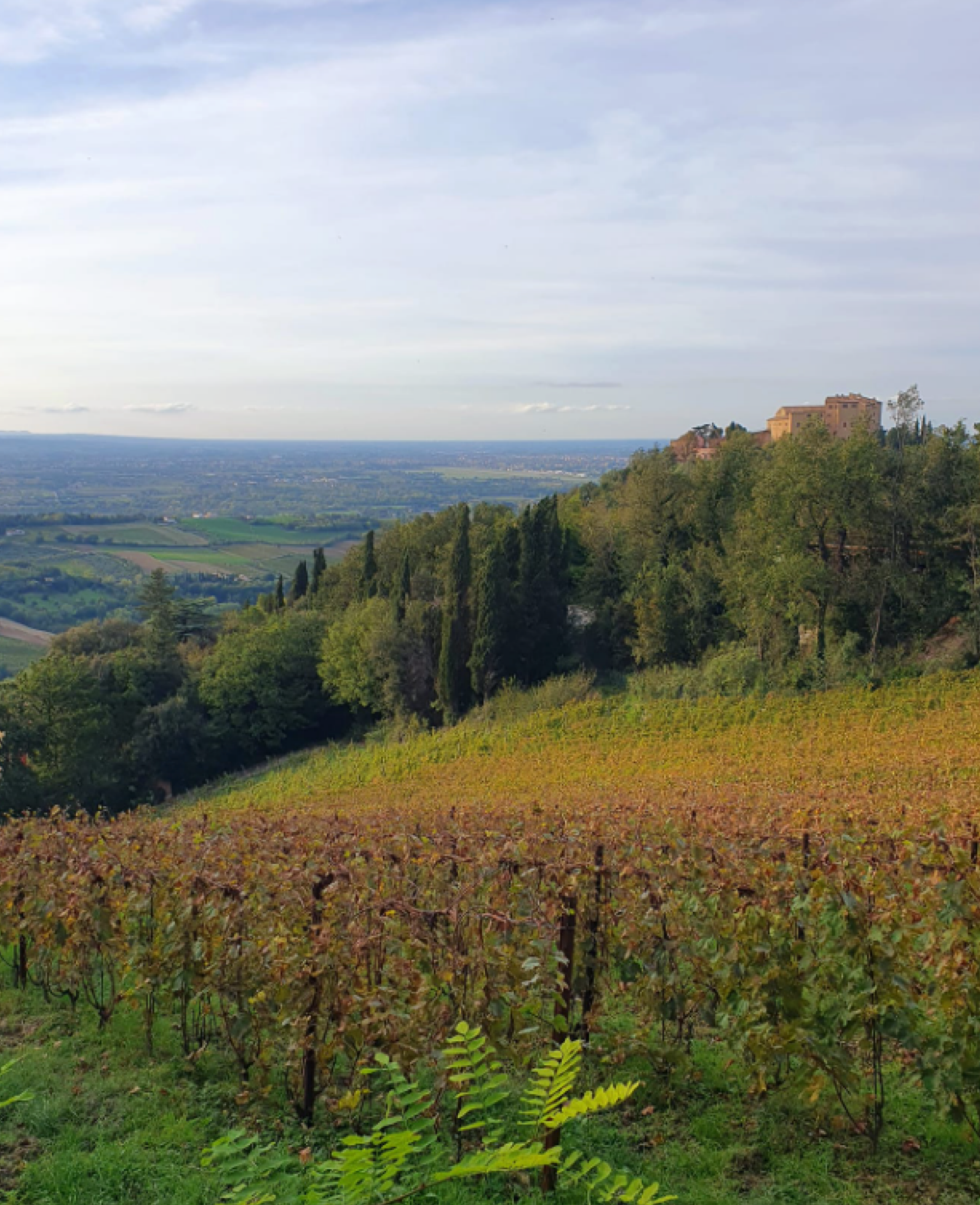 Azienda Agricola Giovanna Madonia