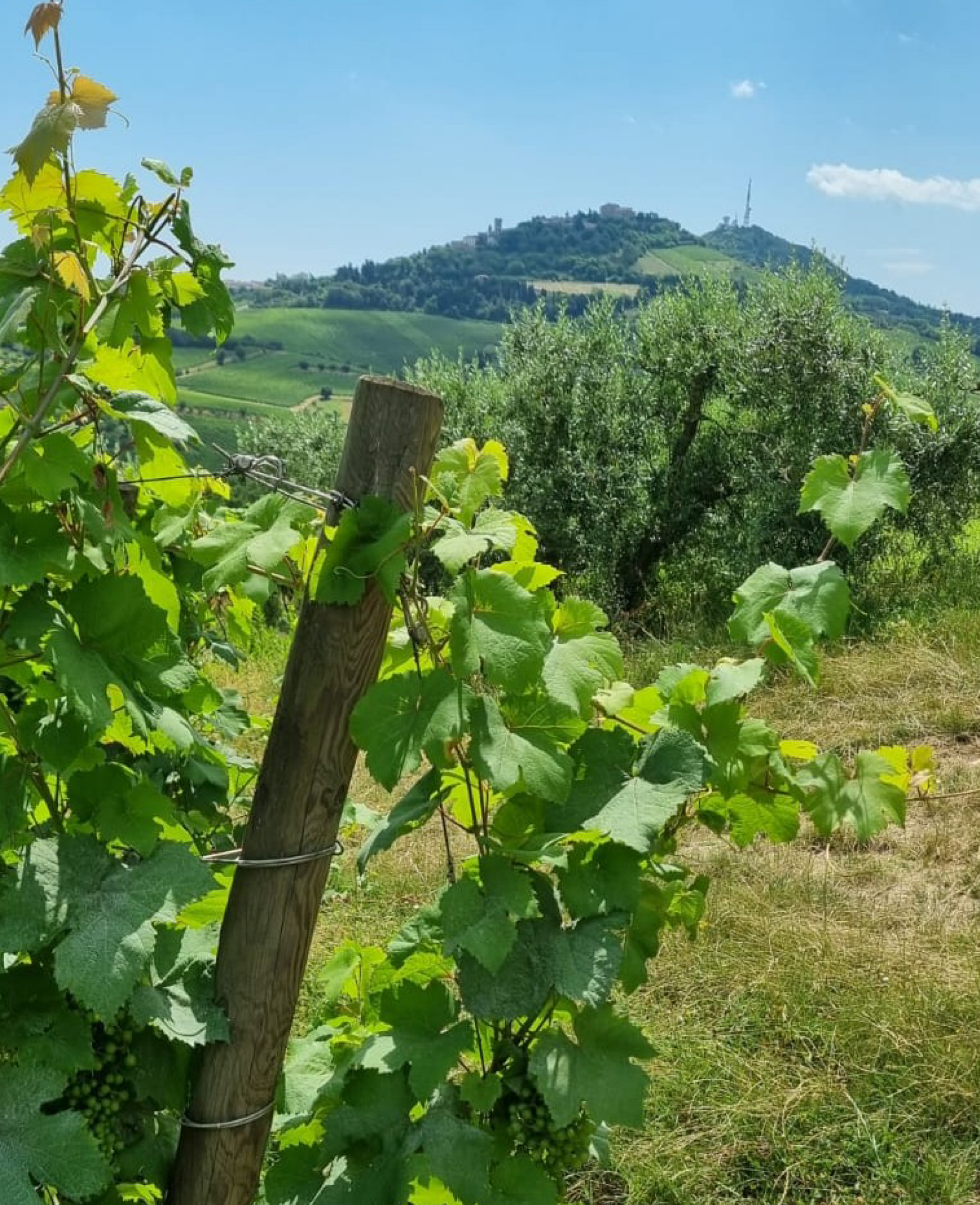 Azienda Vitinvinicola Celli
