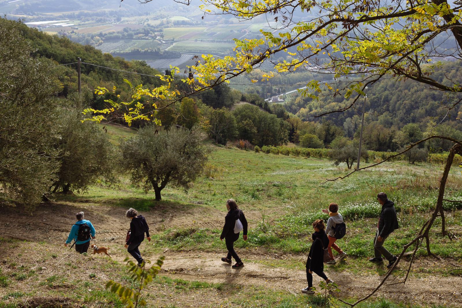 Il Sentiero dell’Olio – camminata tra gli olivi