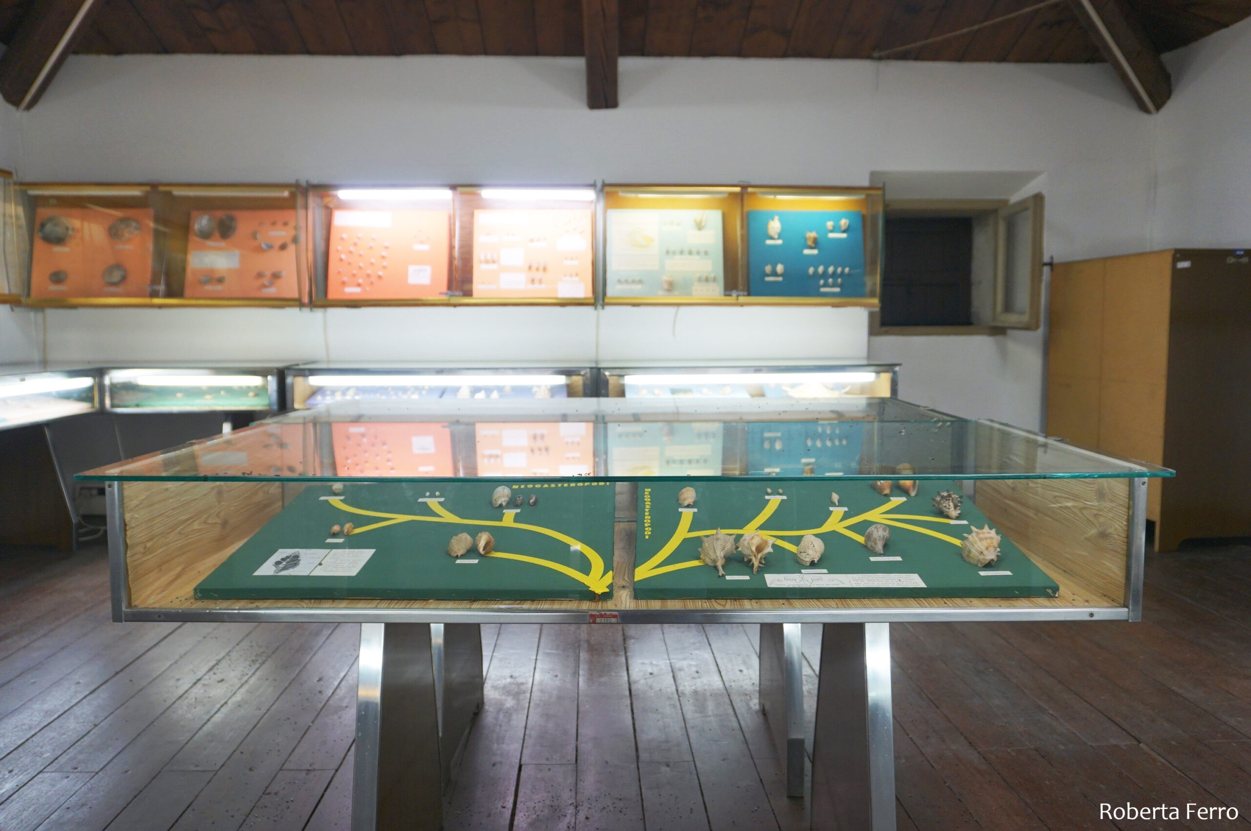 Museo delle Conchiglie