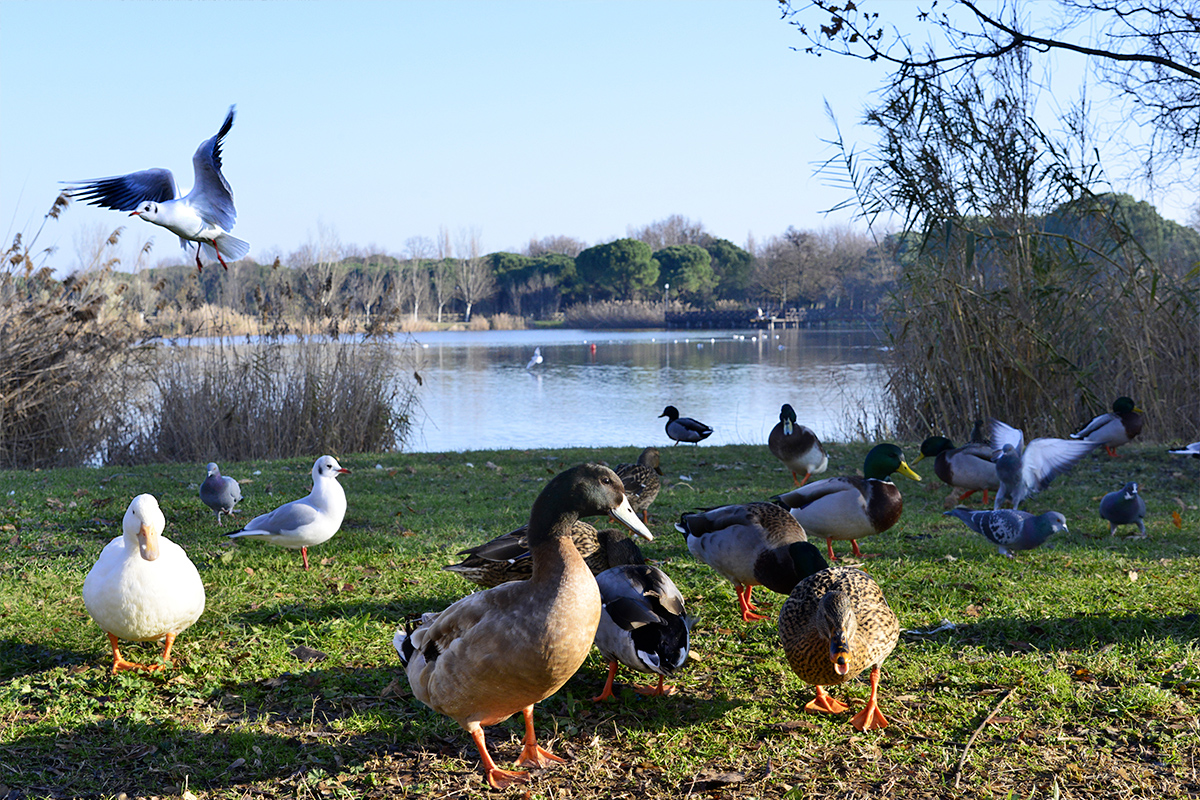 Parco del Gelso