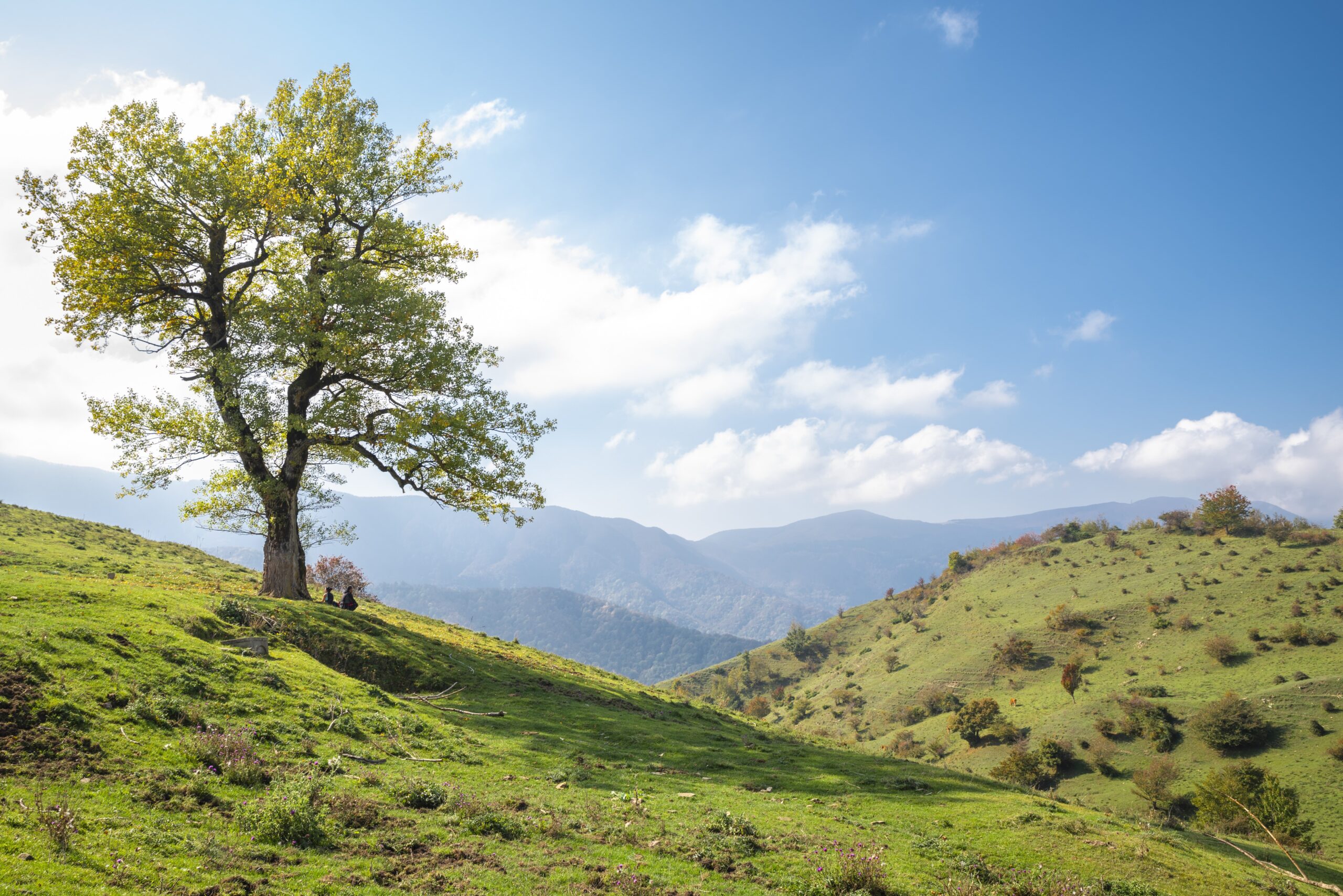 Trekking “Fra grandi alberi attorno a San Paolo in Alpe”