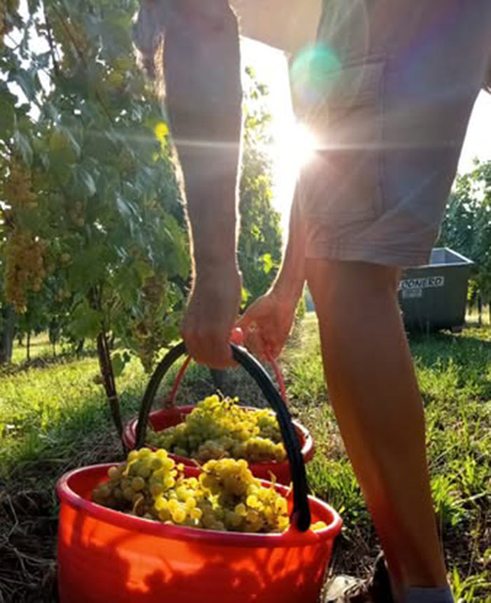 Podere Vecciano